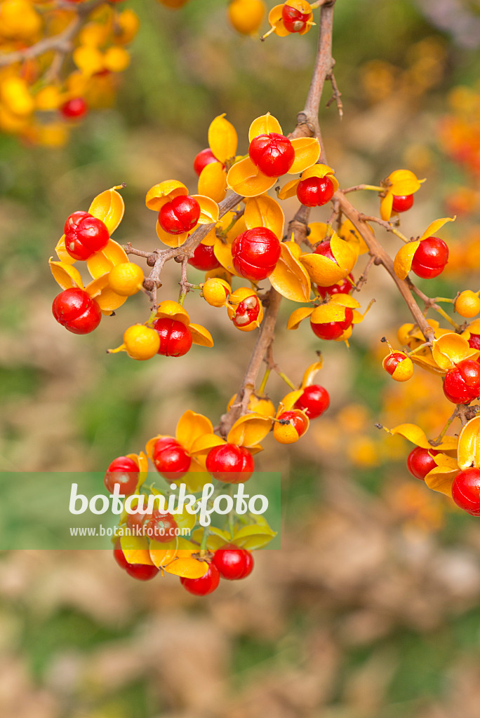 550020 - Amerikanischer Baumwürger (Celastrus scandens)