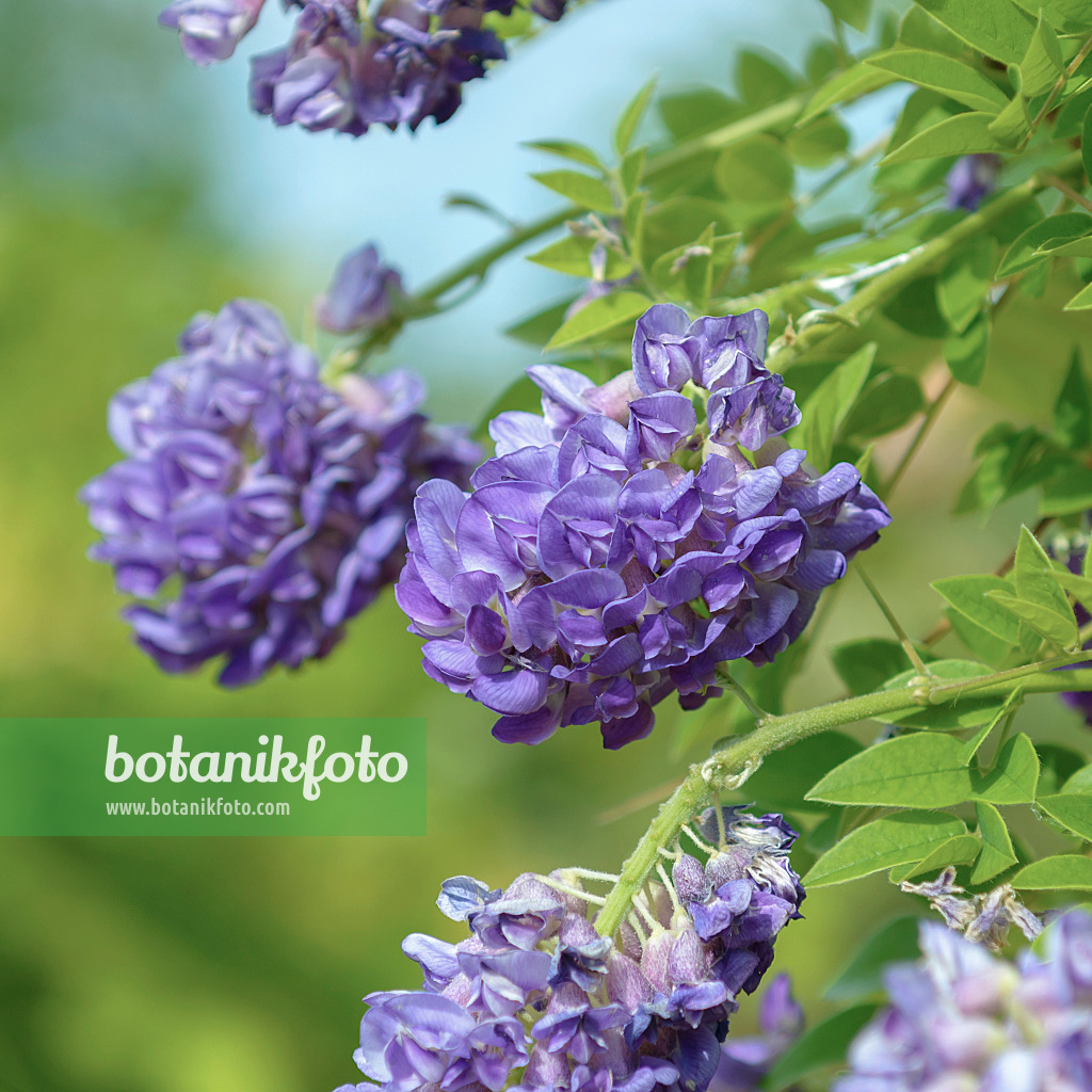 575357 - Amerikanischer Blauregen (Wisteria frutescens 'Longwood Purple')