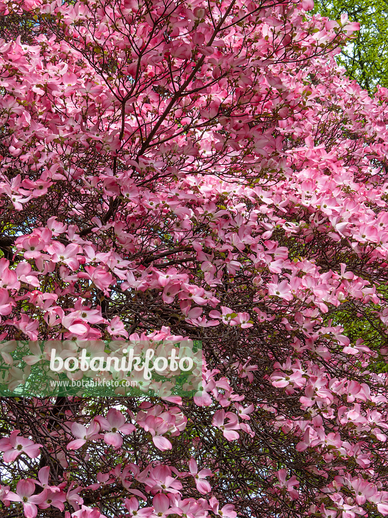 413007 - Amerikanischer Blütenhartriegel (Cornus florida 'Rubra')