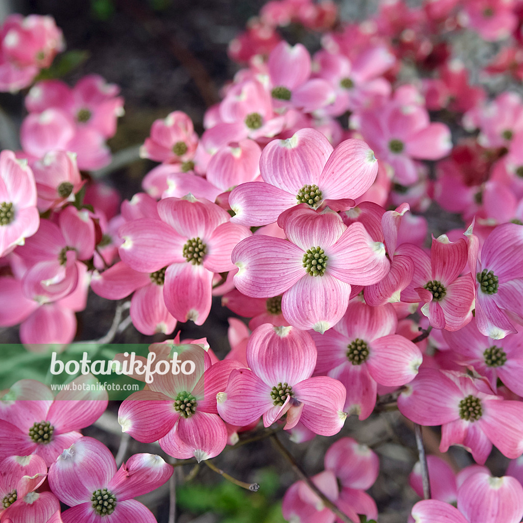 490048 - Amerikanischer Blütenhartriegel (Cornus florida 'Rubra')