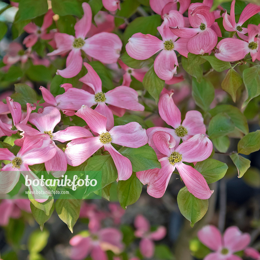 490049 - Amerikanischer Blütenhartriegel (Cornus florida 'Sweetwater')