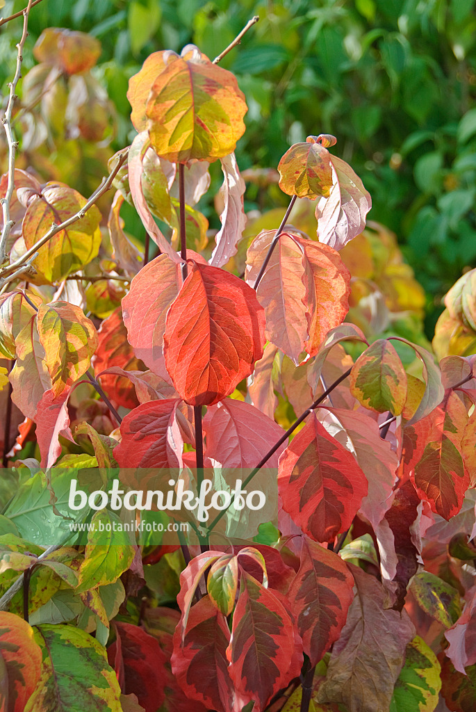 502161 - Amerikanischer Blütenhartriegel (Cornus florida 'Rainbow')