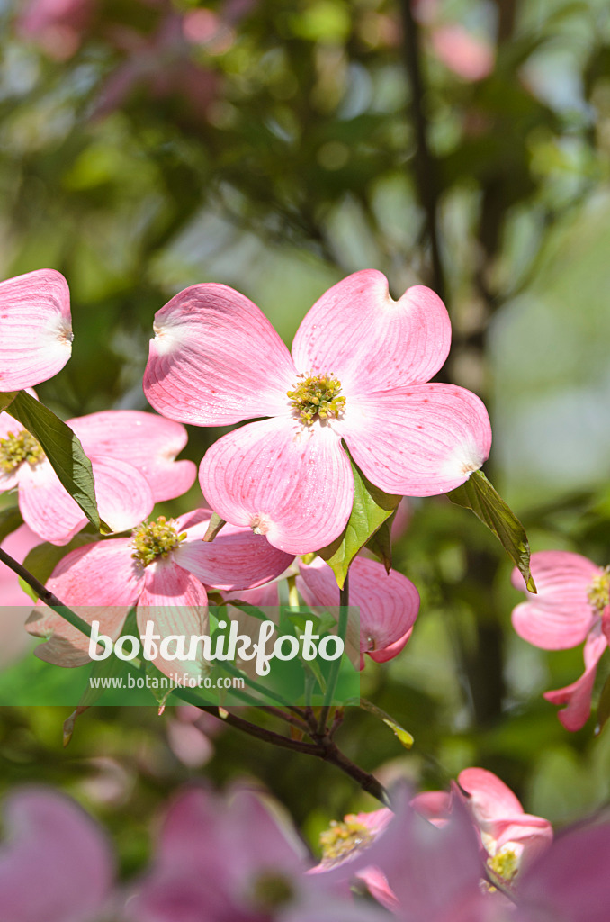 508085 - Amerikanischer Blütenhartriegel (Cornus florida 'Rubra')