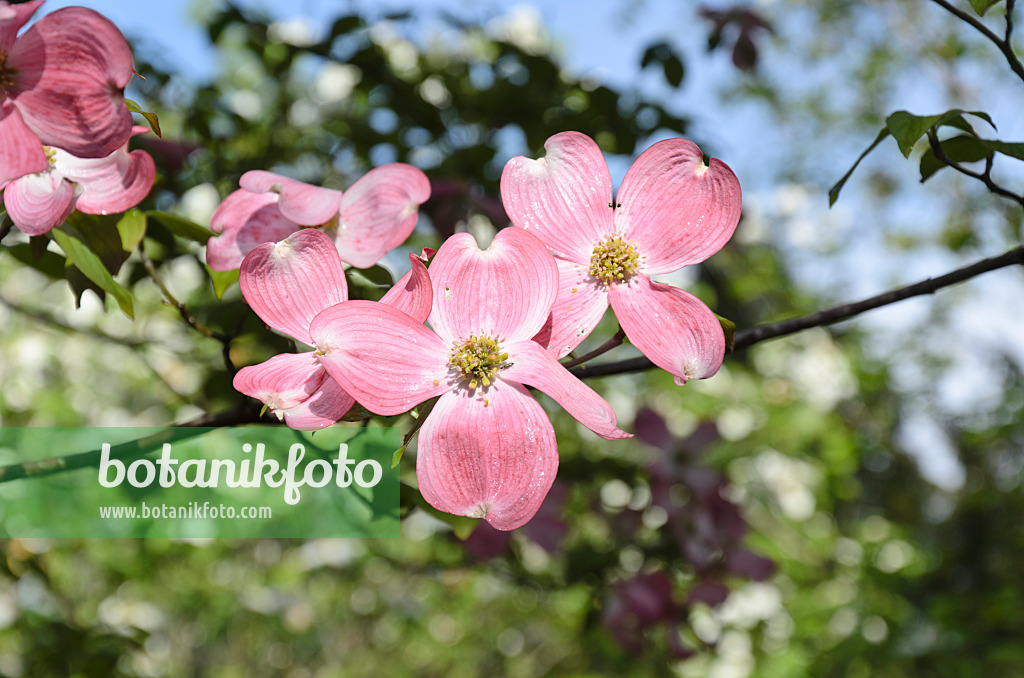 508086 - Amerikanischer Blütenhartriegel (Cornus florida 'Rubra')