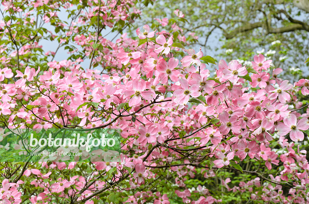 508096 - Amerikanischer Blütenhartriegel (Cornus florida 'Rubra')