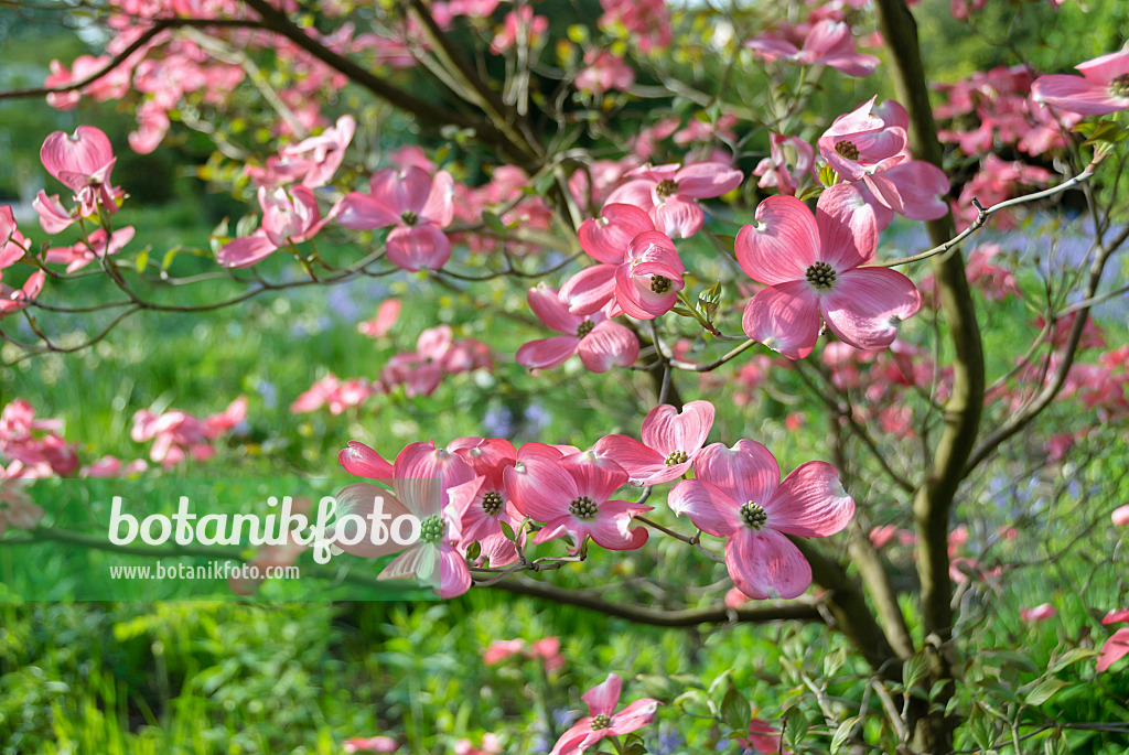 517160 - Amerikanischer Blütenhartriegel (Cornus florida 'Rubra')