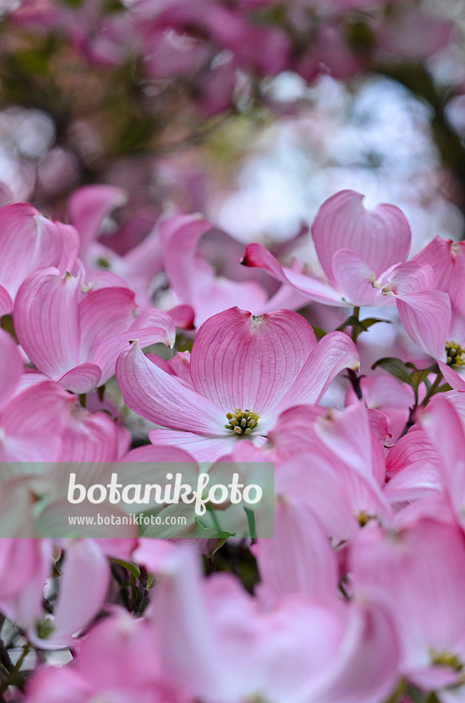 520191 - Amerikanischer Blütenhartriegel (Cornus florida 'Rubra')