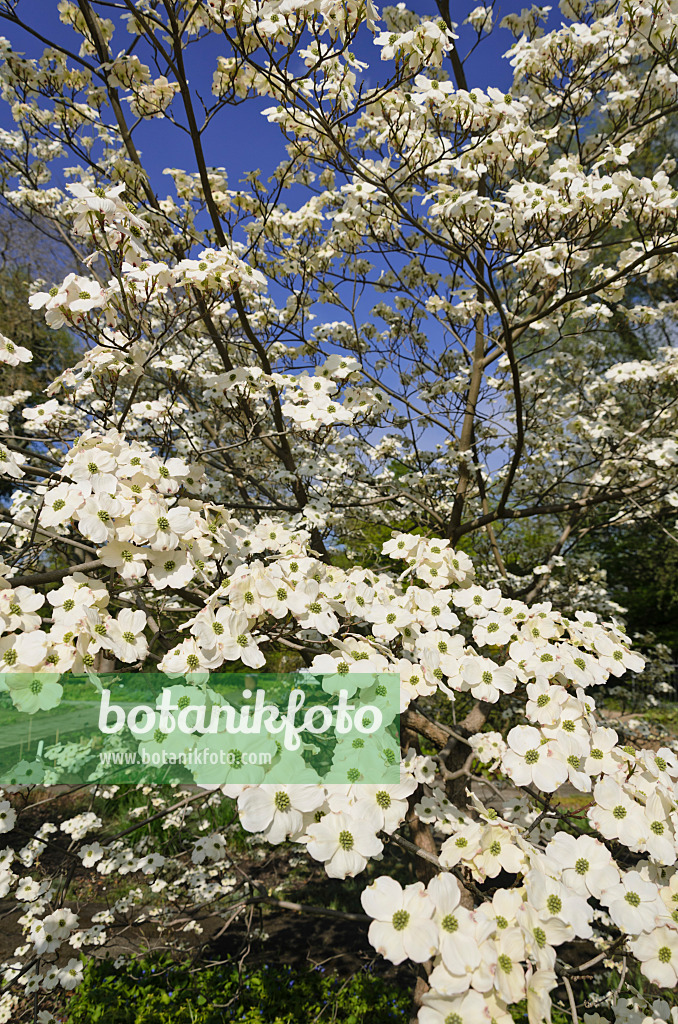 543064 - Amerikanischer Blütenhartriegel (Cornus florida)