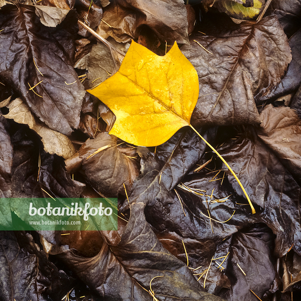 238011 - Amerikanischer Tulpenbaum (Liriodendron tulipifera)