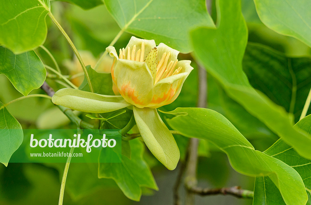 521211 - Amerikanischer Tulpenbaum (Liriodendron tulipifera)