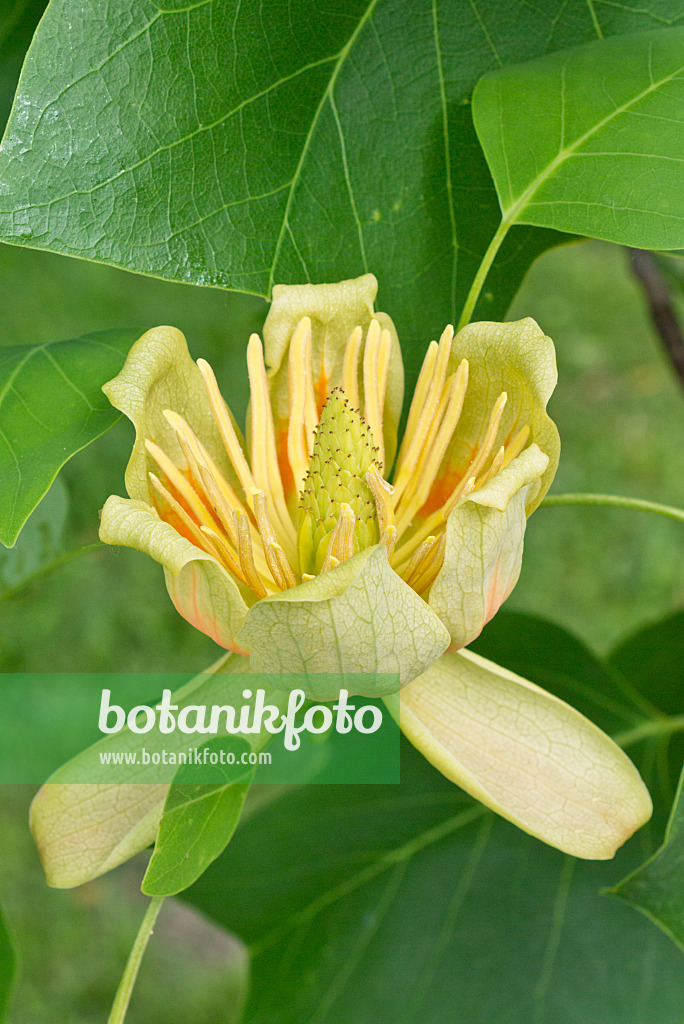 557023 - Amerikanischer Tulpenbaum (Liriodendron tulipifera)