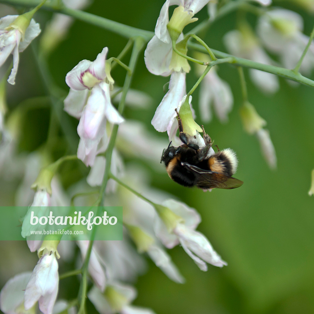 517157 - Amerikanisches Gelbholz (Cladrastis kentukea syn. Cladrastis lutea) und Hummel (Bombus)