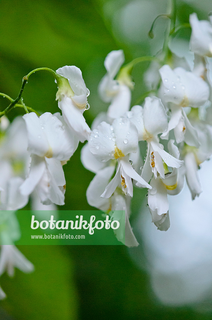 521022 - Amerikanisches Gelbholz (Cladrastis kentukea syn. Cladrastis lutea)