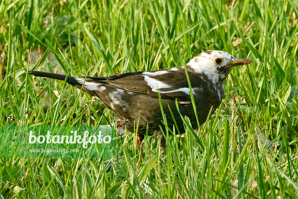 555015 - Amsel (Turdus merula) mit Leuzismus