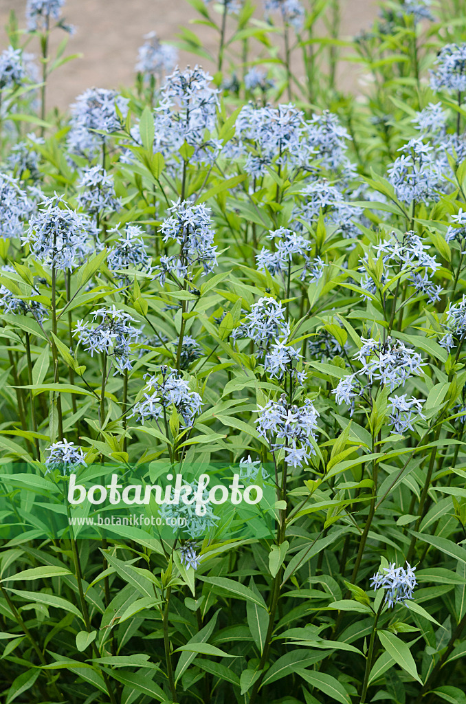 533360 - Amsonie (Amsonia orientalis)