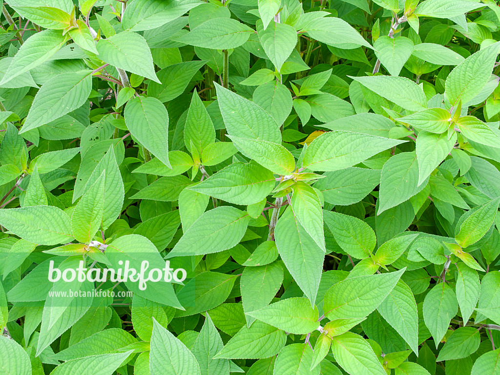 441052 - Ananassalbei (Salvia rutilans)