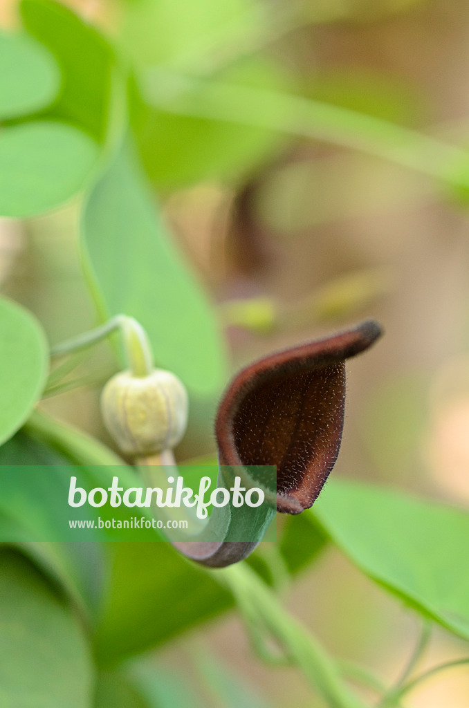 495240 - Andalusische Pfeifenblume (Aristolochia baetica)