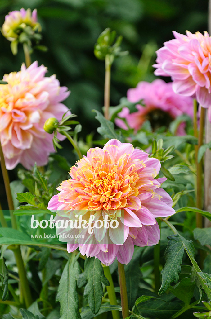 487141 - Anemonenblütige Dahlie (Dahlia Heini)