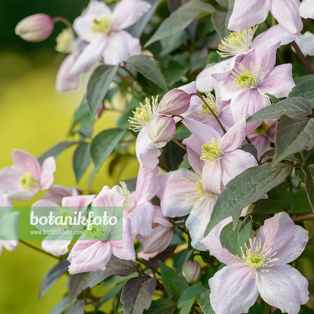 558078 - Anemonenwaldrebe (Clematis Mayleen)