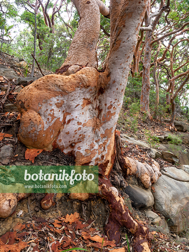 455390 - Angophora costata