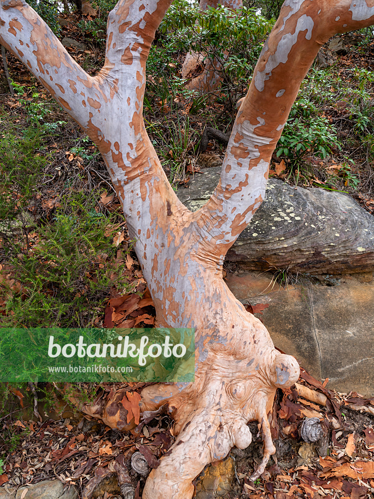 455391 - Angophora costata