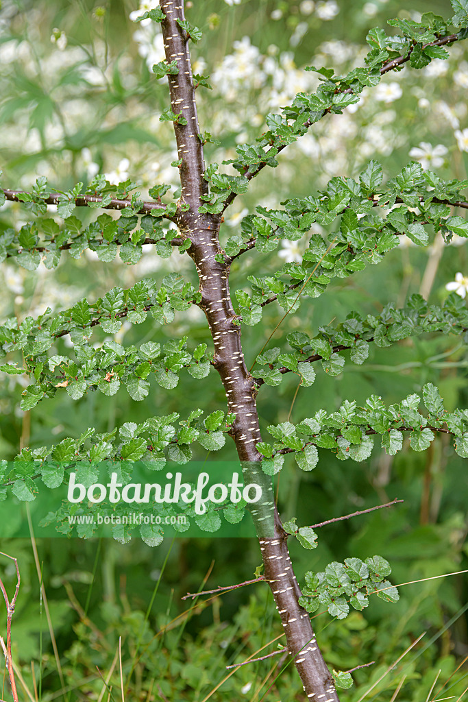 607163 - Antarktische Scheinbuche (Nothofagus antarctica)