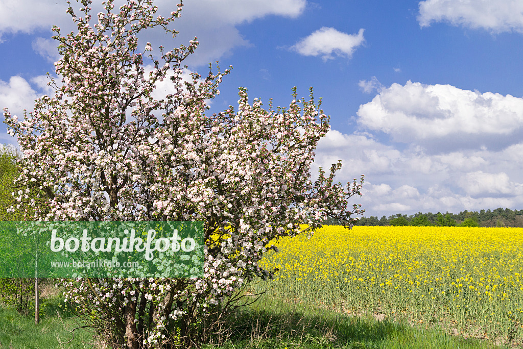 531229 - Apfel (Malus) und Raps (Brassica napus subsp. oleifera), Brandenburg, Deutschland