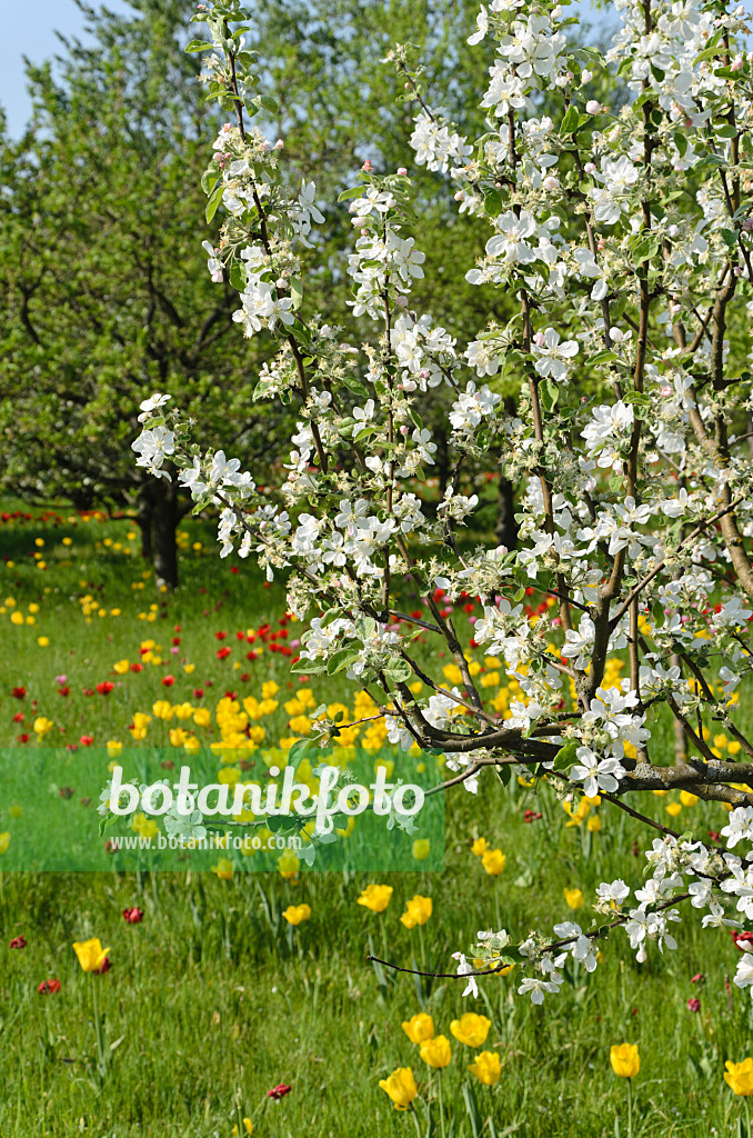 508014 - Apfel (Malus) und Tulpen (Tulipa)