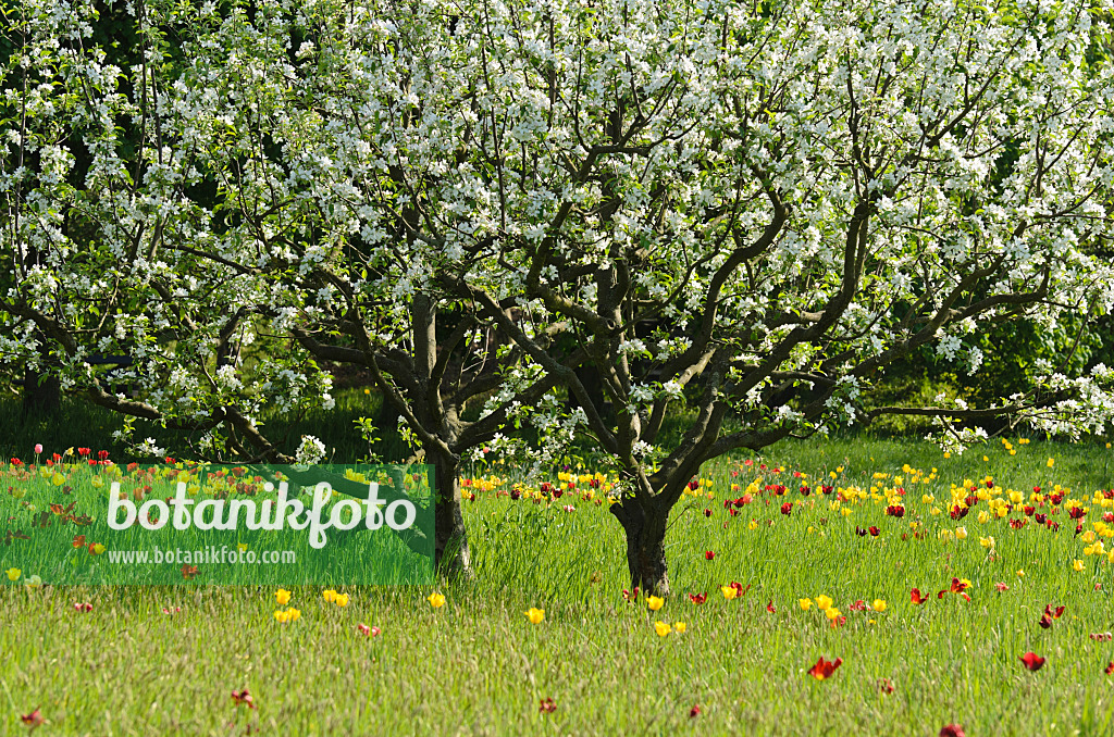 508015 - Apfel (Malus) und Tulpen (Tulipa)