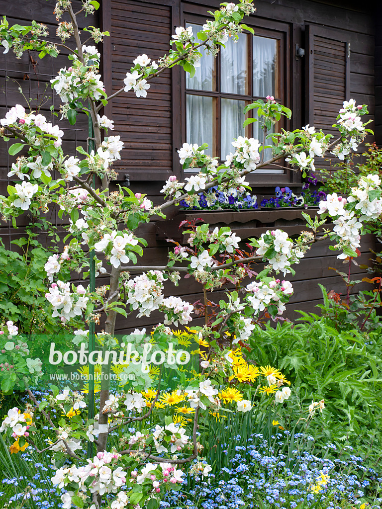 484165 - Apfelbaum vor einer Gartenlaube