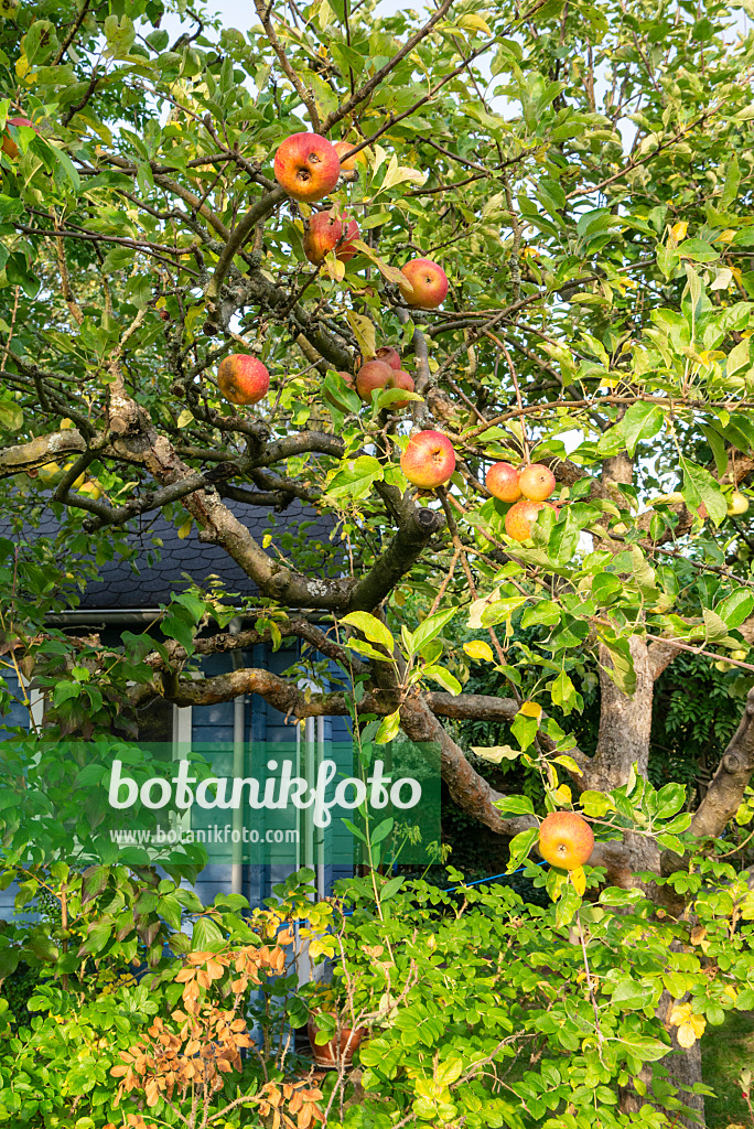 625018 - Apfelbaum vor einer Gartenlaube