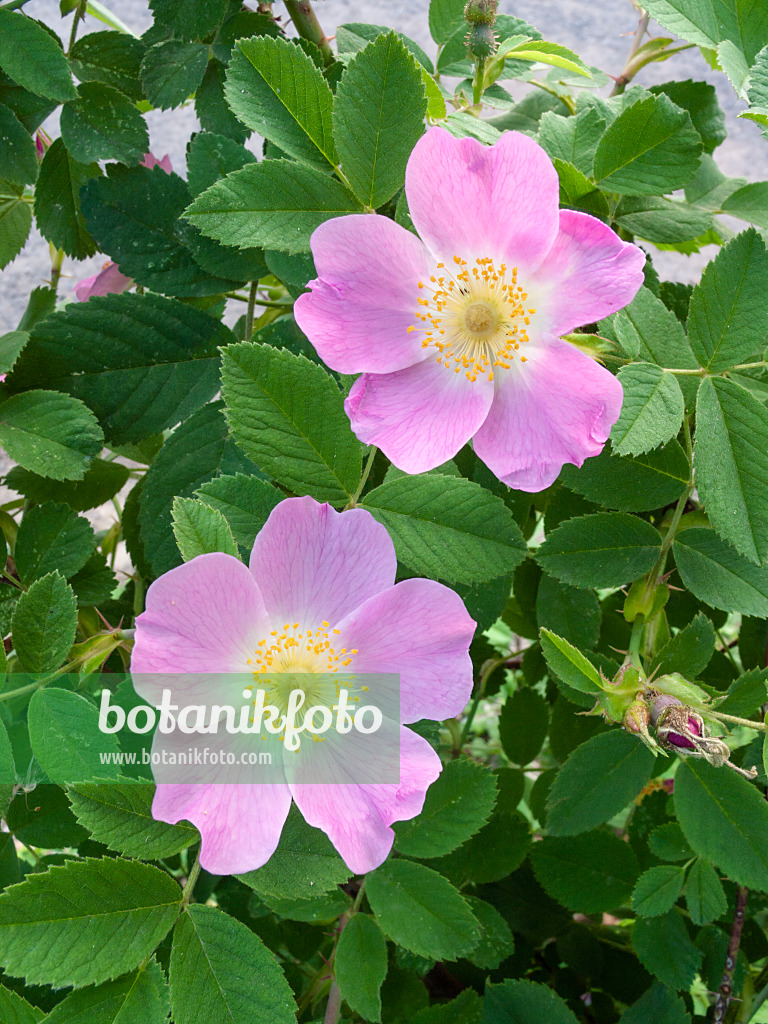 401261 - Apfelrose (Rosa villosa)