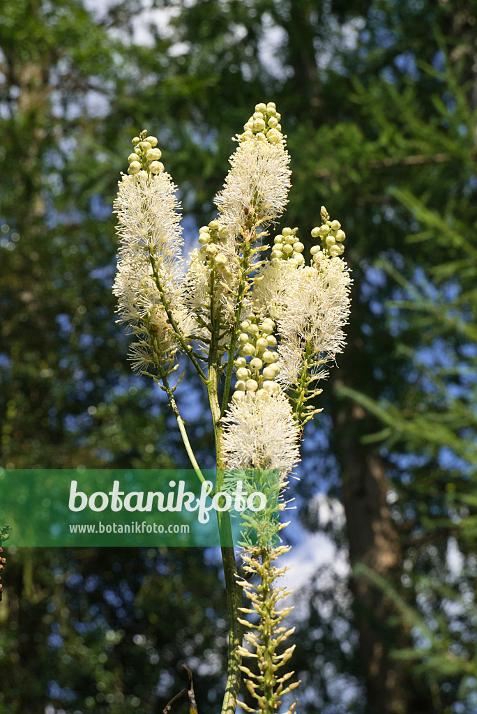 609012 - Appalachen-Silberkerze (Cimicifuga rubifolia syn. Actaea rubifolia)