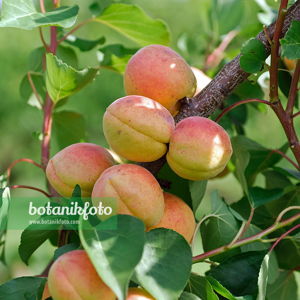 454046 - Aprikose (Prunus armeniaca 'Bergeron')