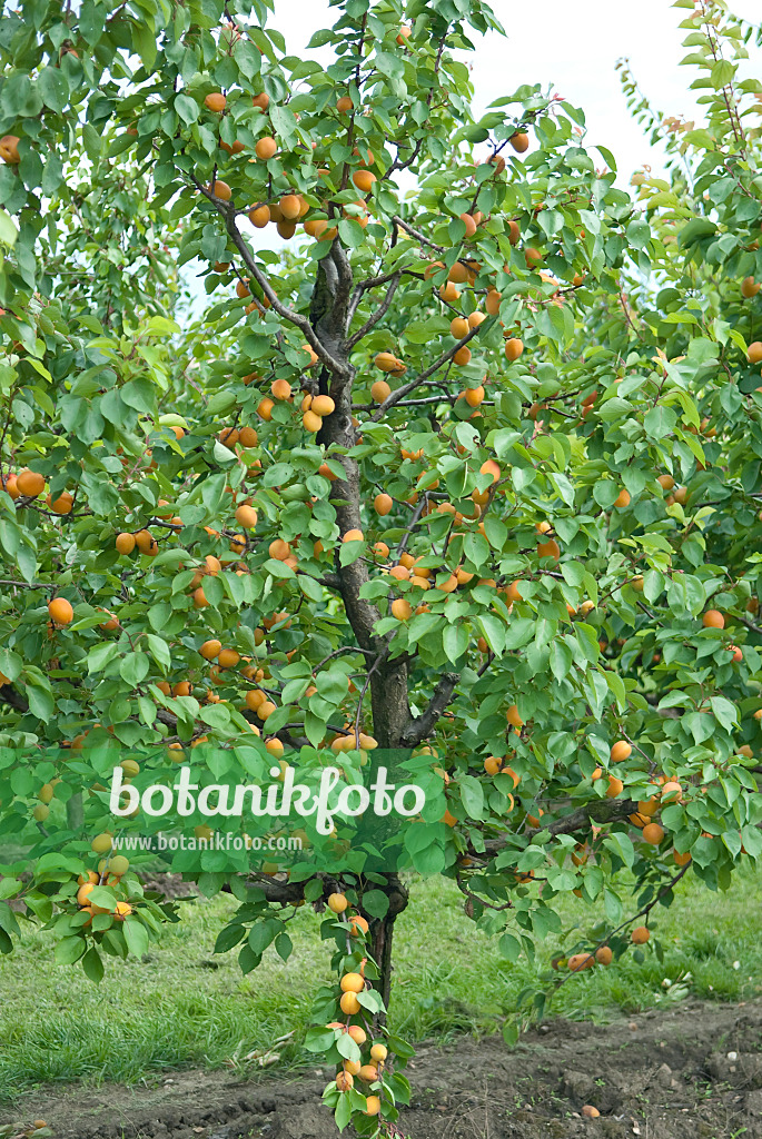 502326 - Aprikose (Prunus armeniaca 'Goldrich')