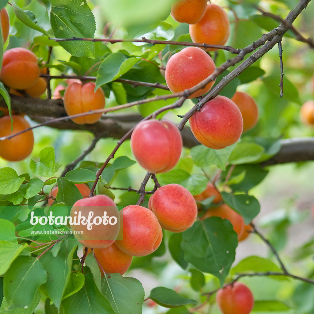 502333 - Aprikose (Prunus armeniaca 'Pinkcot')