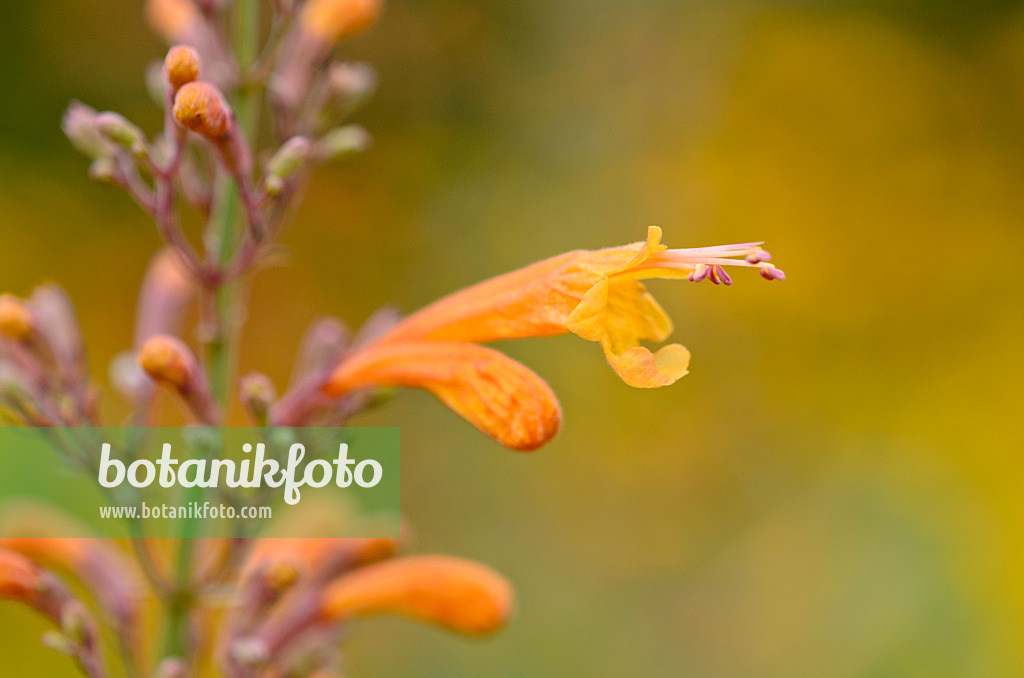 523120 - Aprikosenmelisse (Agastache aurantiaca 'Navajo Sunset')