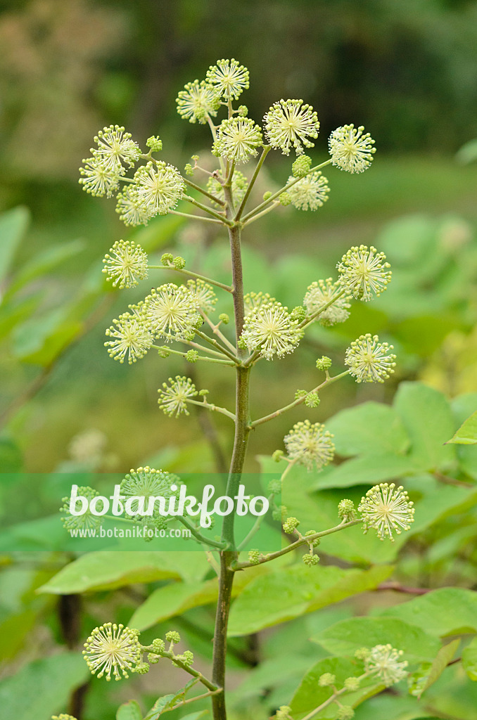 547394 - Aralie (Aralia cordata)