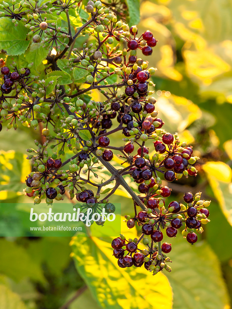 428346 - Aralie (Aralia racemosa)