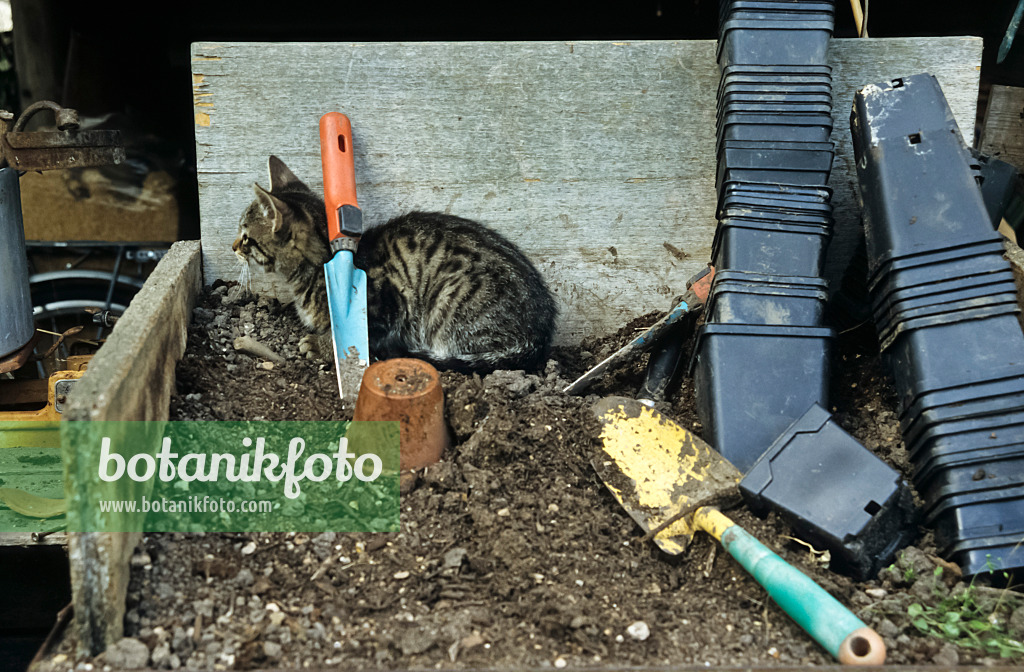 429256 - Arbeitsplatz mit Katze im Garten