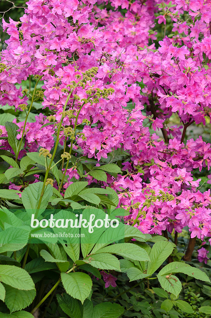 520329 - Arends-Azalee (Rhododendron x arendsii) und Schaublatt (Rodgersia)