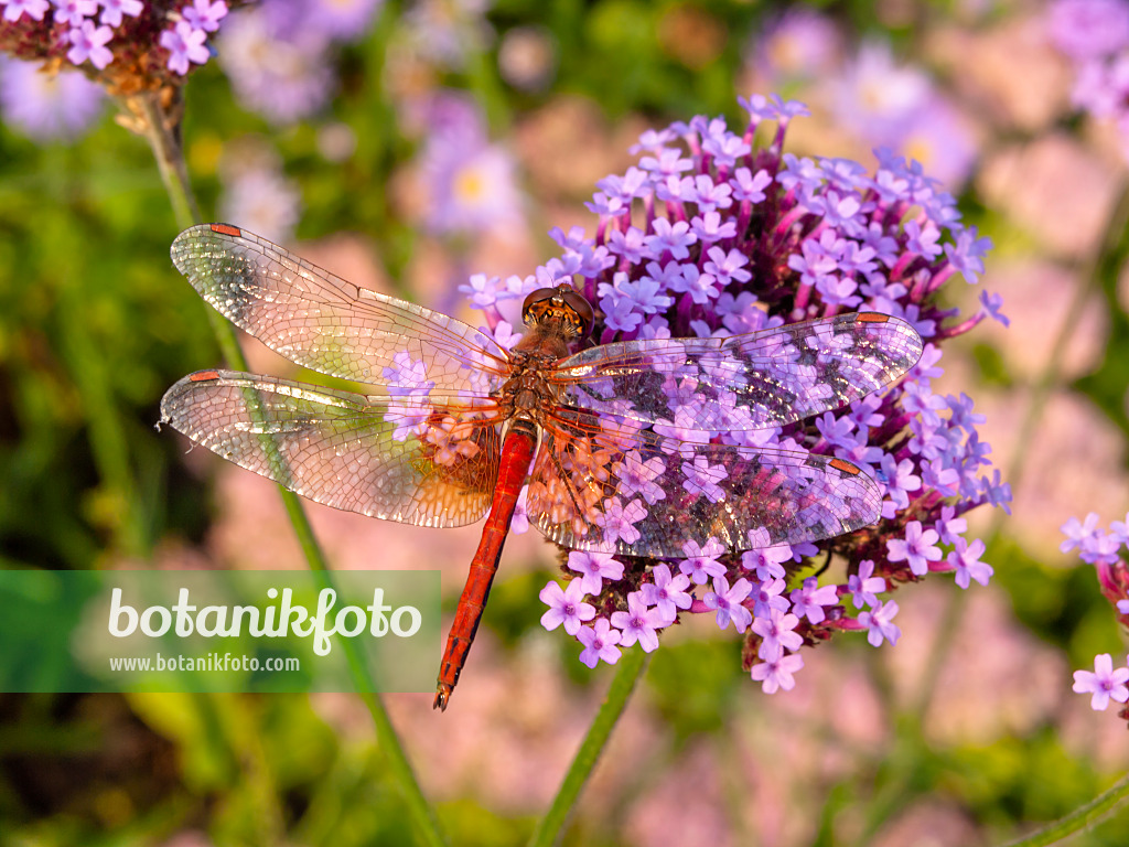 429073 - Argentinisches Eisenkraut (Verbena bonariensis) und Heidelibelle (Sympetrum)