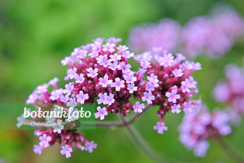 475297 - Argentinisches Eisenkraut (Verbena bonariensis)