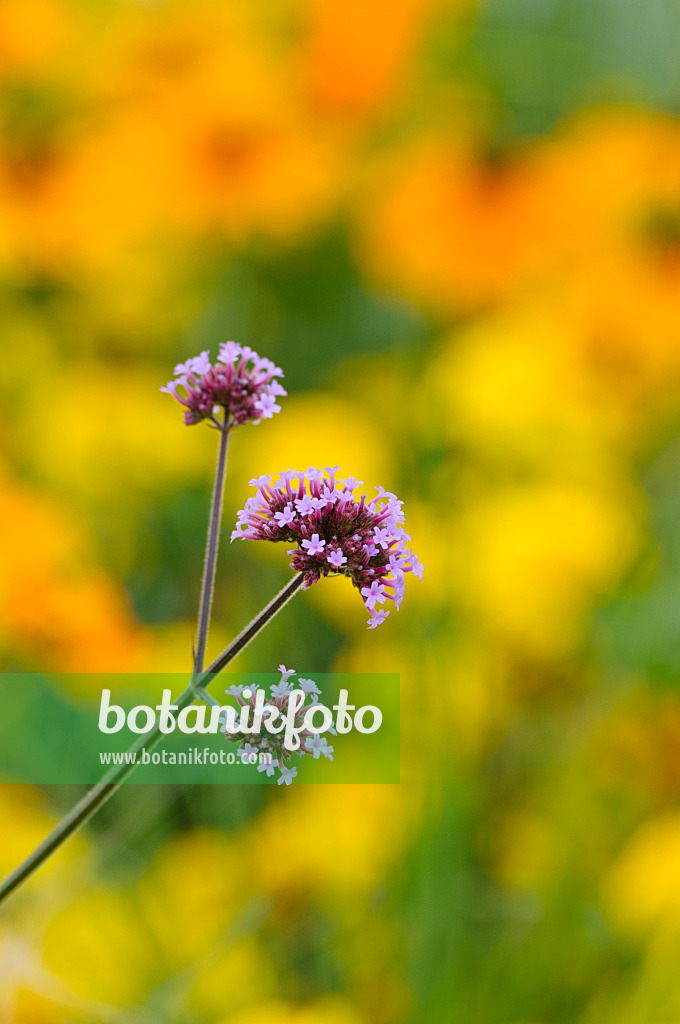 476041 - Argentinisches Eisenkraut (Verbena bonariensis)