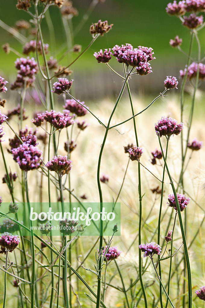 476213 - Argentinisches Eisenkraut (Verbena bonariensis)