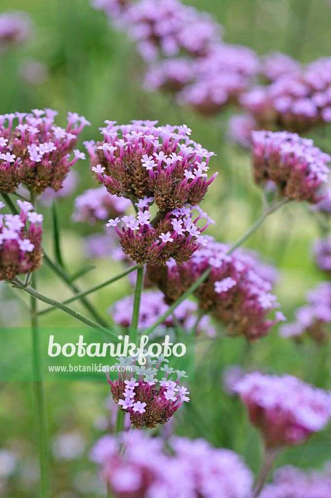 487184 - Argentinisches Eisenkraut (Verbena bonariensis)