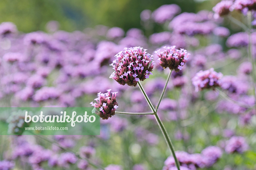 487239 - Argentinisches Eisenkraut (Verbena bonariensis)