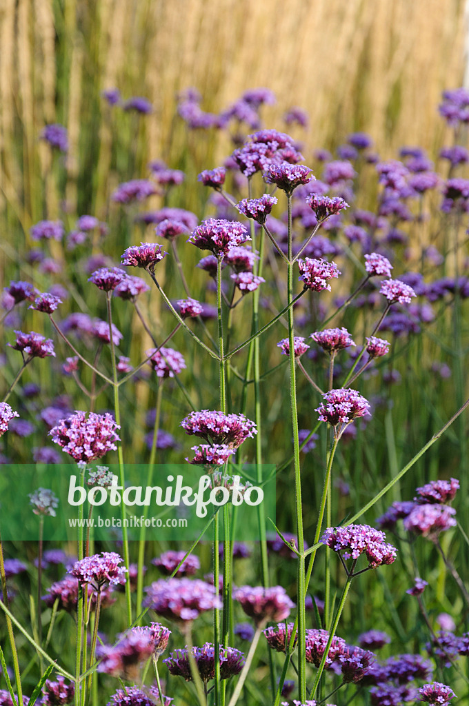 488028 - Argentinisches Eisenkraut (Verbena bonariensis)