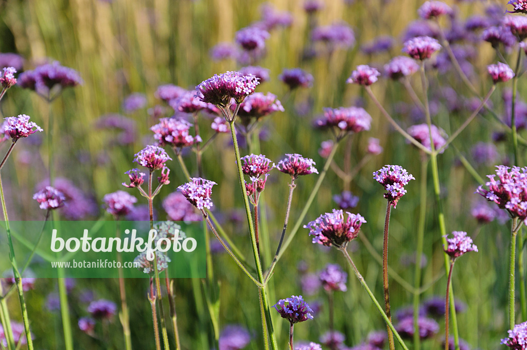 488030 - Argentinisches Eisenkraut (Verbena bonariensis)