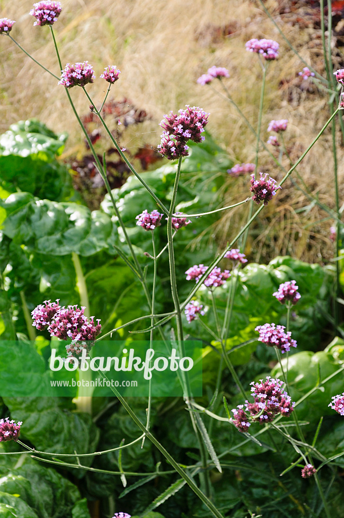 488115 - Argentinisches Eisenkraut (Verbena bonariensis)